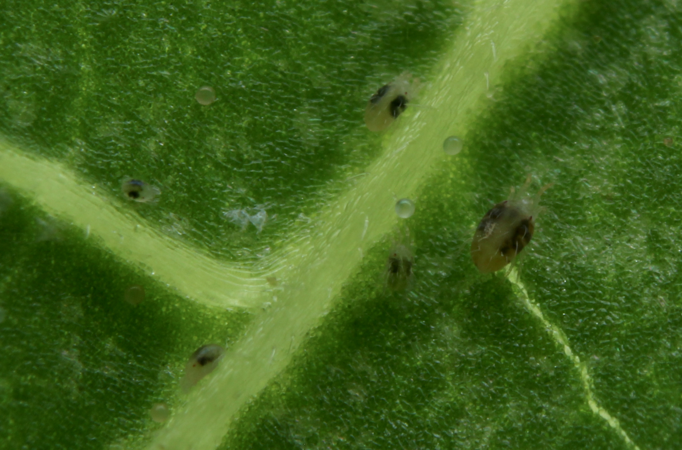 Picture Tetranychus-urticae
