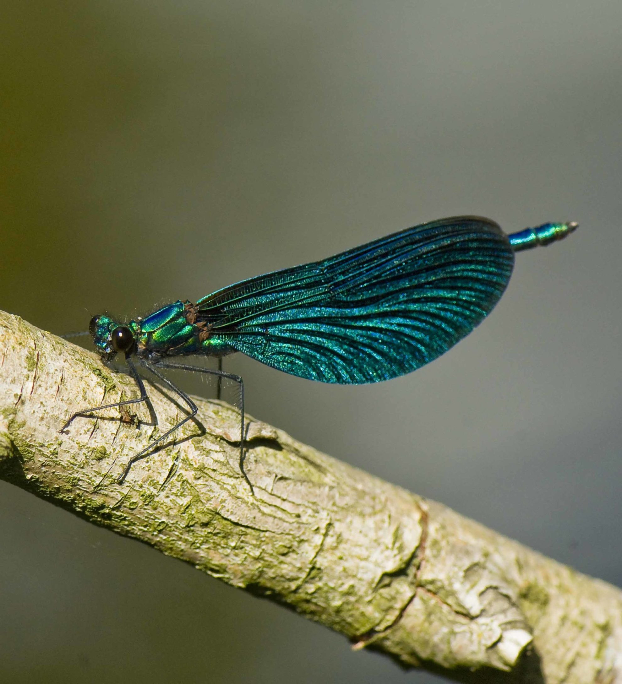 Picture Calopteryx
