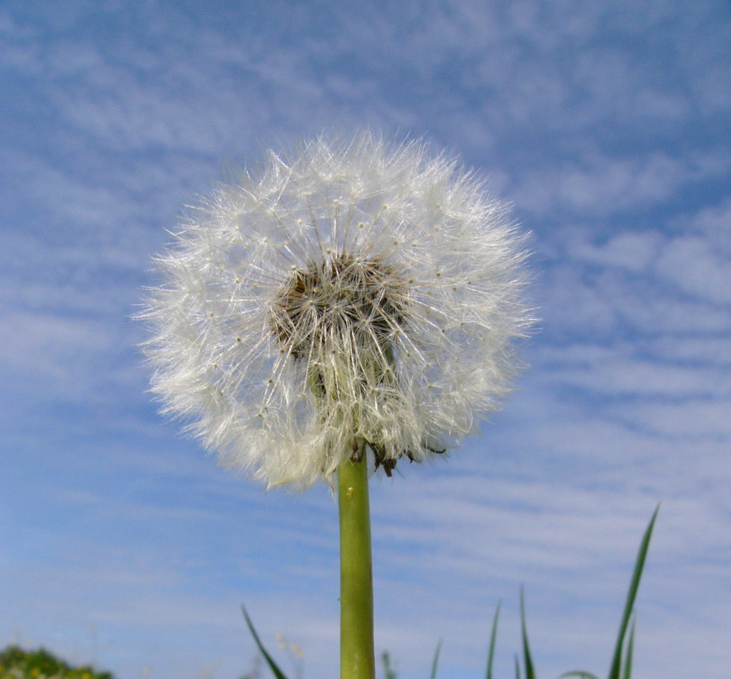 Dandelion seedhead, credits K. Verhoeven