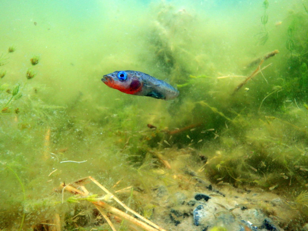 Picture Stickleback, credits C. Peichel